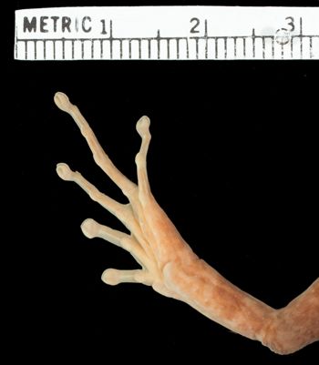 Media type: image;   Herpetology A-21975